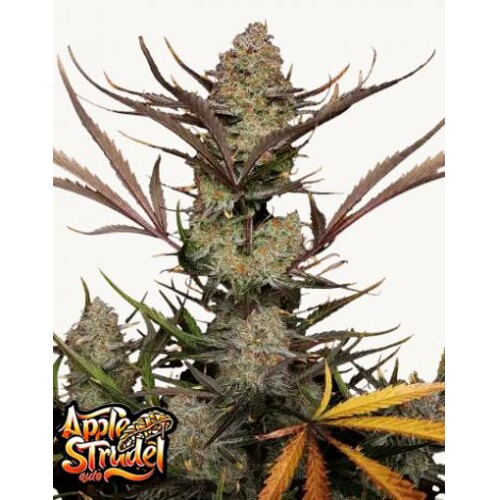 FastBuds Apple Strudel Auto 3 seeds