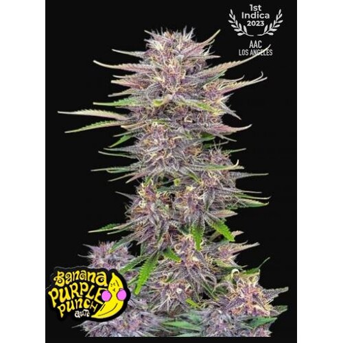 FastBuds Banana Purple Punch 3 seeds