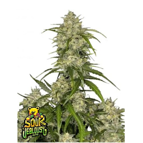 FastBuds Sour Jealousy Auto 3 seeds