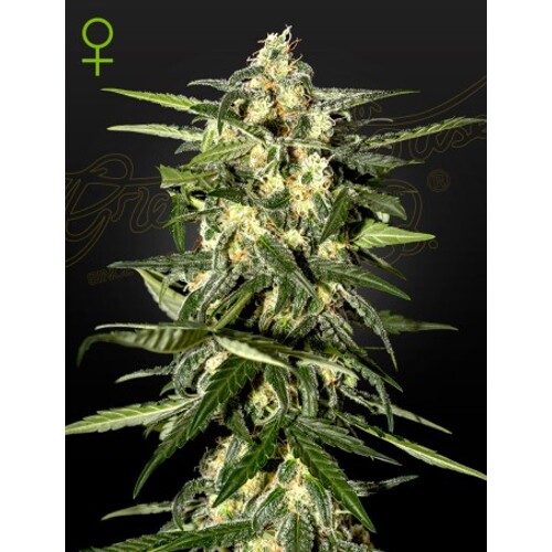 Green House Seed Co. Jack Herer Auto