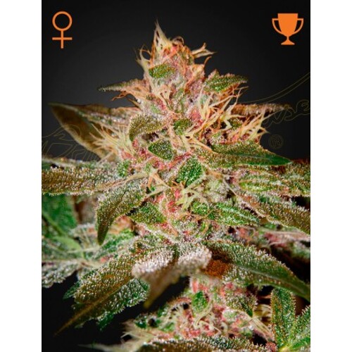 Green House Seed Co. Pure Kush