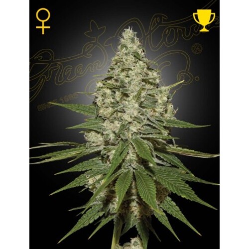 Green House Seed Co. Super Lemon Haze