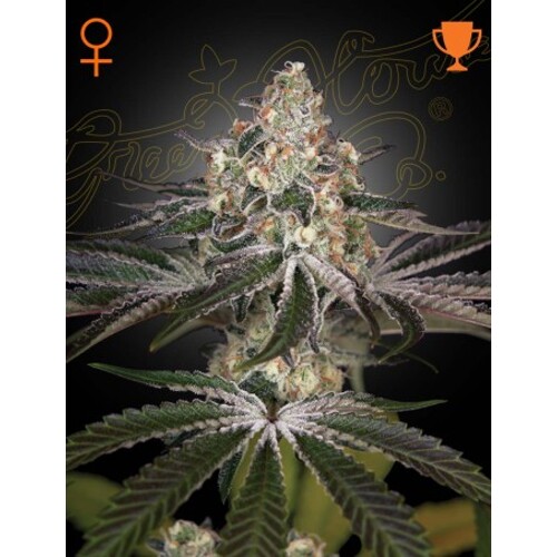 Green House Seed Co. White Widow