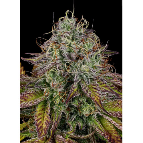 Paradise Seeds Apricot Candy