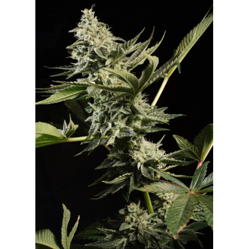 Paradise Seeds Glowstarz