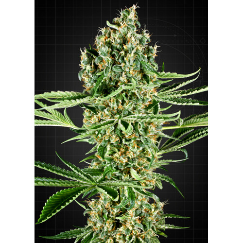 Sensi Seeds Critical Runtz