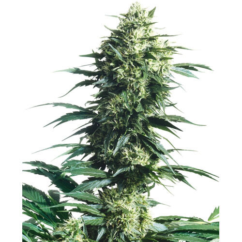 Sensi Seeds Mothers finest regular