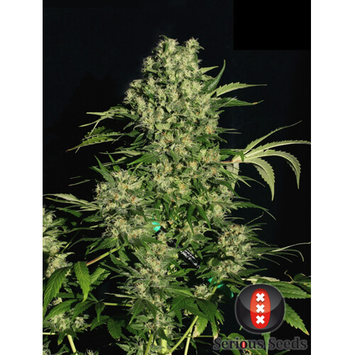 Serious Seeds Chronic Regular