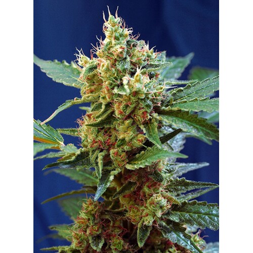 Sweet Seeds Cream Mandarine XL Auto 