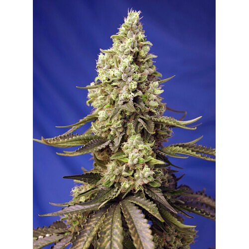 Sweet Seeds Runtz XL Auto