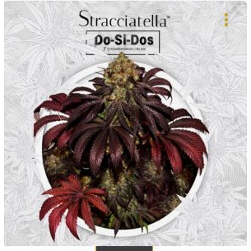 T.H. Seeds Stracciatella 5 seeds