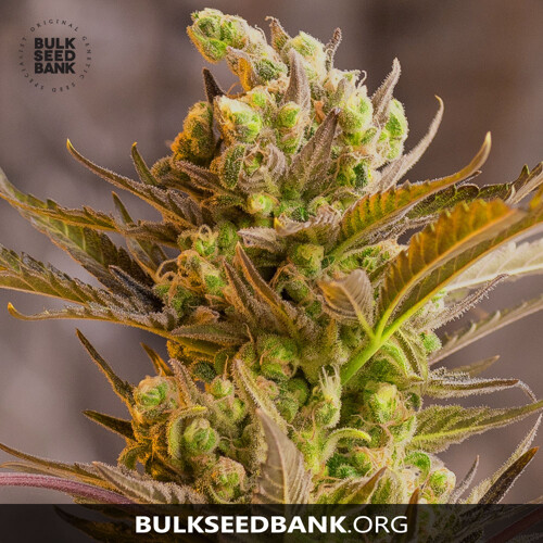 Bulk seed Bank Auto Psychedelic