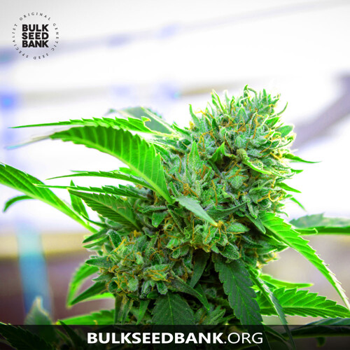 Bulk Seed Bank Auto AK 10 Seeds