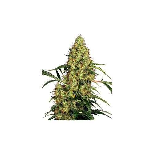 Sensi Seeds Mexican Sativa 5 pcs