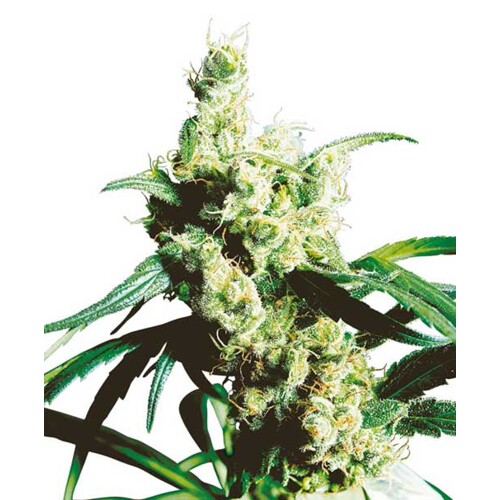 Sensi Seeds Silver Haze 3 pcs