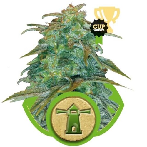 Royal Queen Seeds Royal Haze auto 3 pcs