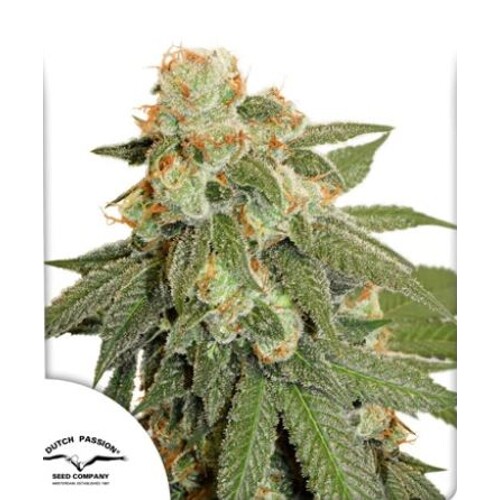 Dutch Passion Seed Company Auto Orange Bud 3 pcs