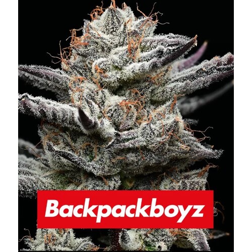 Barneys farm Black Cherry Gushers 3 pcs