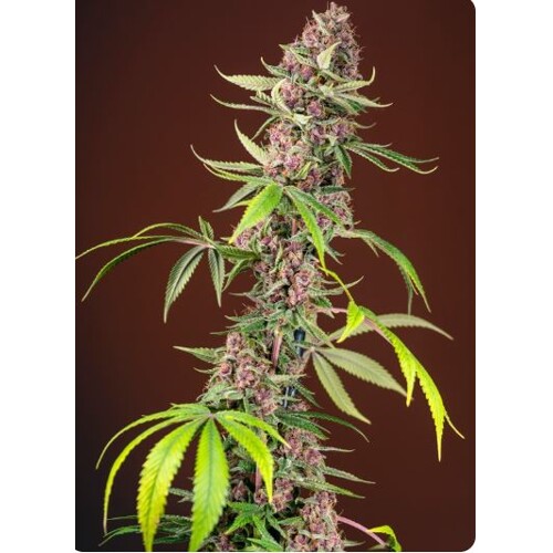 Sweet Seeds Red Mandarine F1 Fast Version 5 pcs