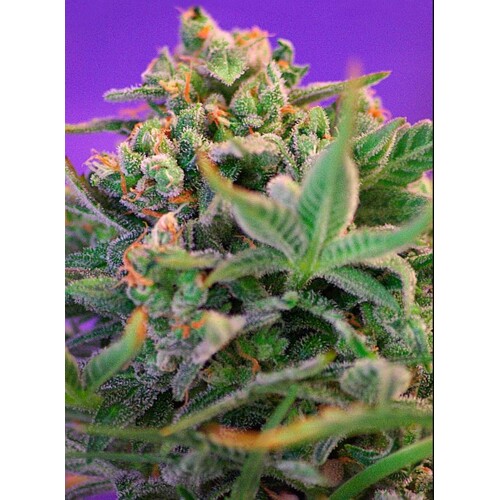 Sweet Seeds Sweet Cheese F1 Fast Version 3 pcs