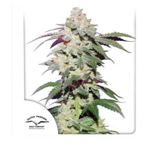 Dutch Passion Seed Company Skywalker Haze 3 ks