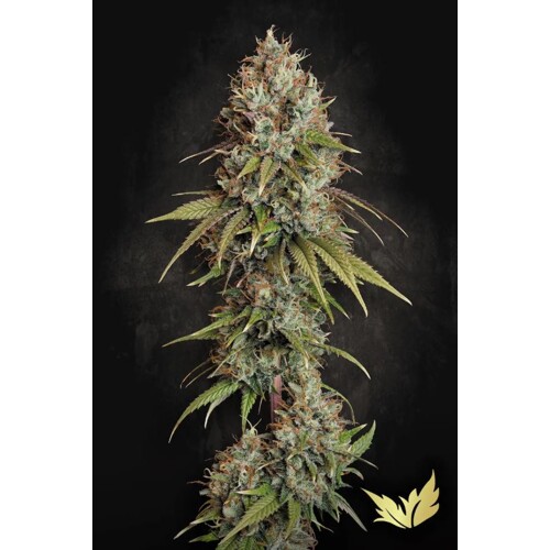 Paradise Seeds Highway 66 5 ks