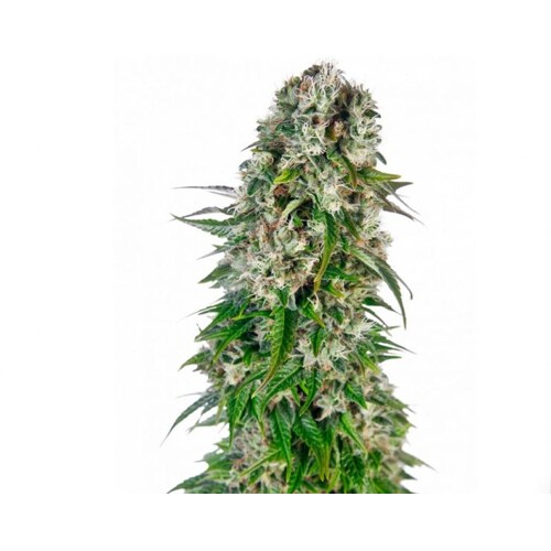 Sensi Seeds Big Bud Auto 5 db