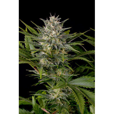 Humboldt Seed Company Pineapple Skunk 5 seeds