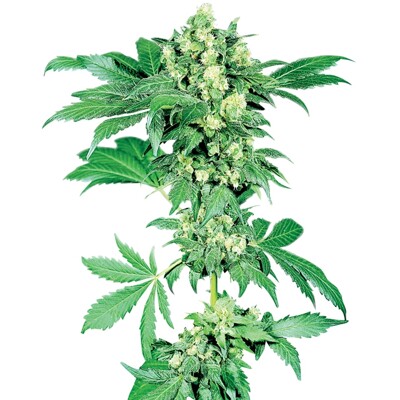 Sensi Seeds Afghani #1 5 Seeds