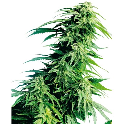 Sensi Seed Hindu Kush 10 Seeds