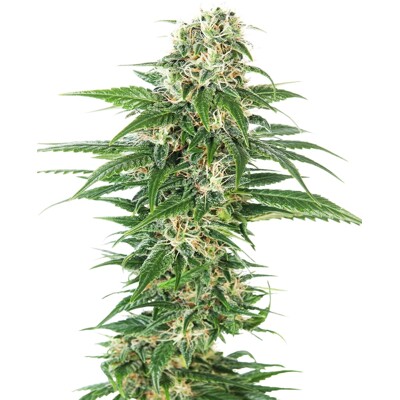 Sensi Seeds Early Skunk Auto 10 Seeds