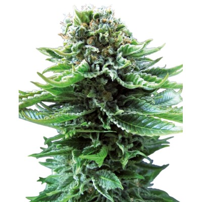 Sensi Seeds Northern Light Auto 10 Seeds