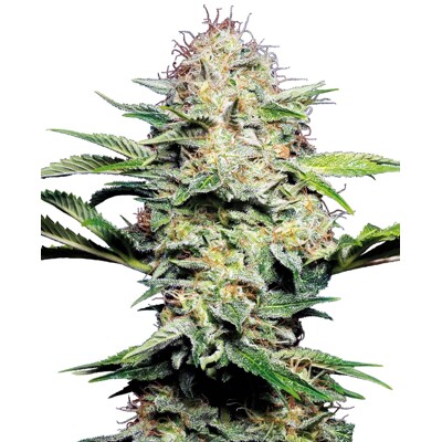 Sensi Seeds Sensi Skunk Auto 5 Seeds