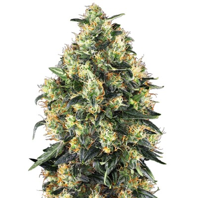 Sensi Seeds Super Skunk Auto 5 Seeds