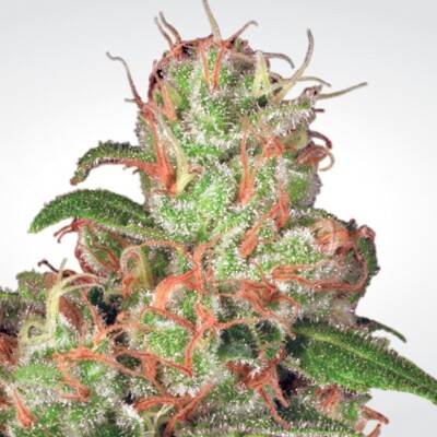 Paradise Seeds Auto Wappa 10 pcs