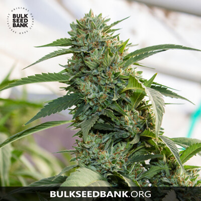 Bulk Seed Bank Auto AMNESIA PLATINUM 10 seeds