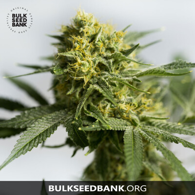 Bulk Seed Bank Auto BIGGER BUD from 17,5.-€