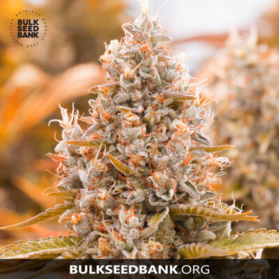 Bulk Seed Bank Auto GUERILLA GLUE from 17,5.-€