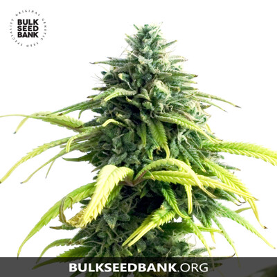 Bulk Seed Bank Auto LIME SKUNK 10 seeds