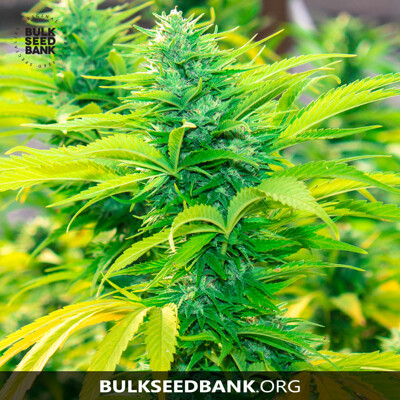 Bulk Seed Bank Auto NORTHERN LIGHT 100 seeds