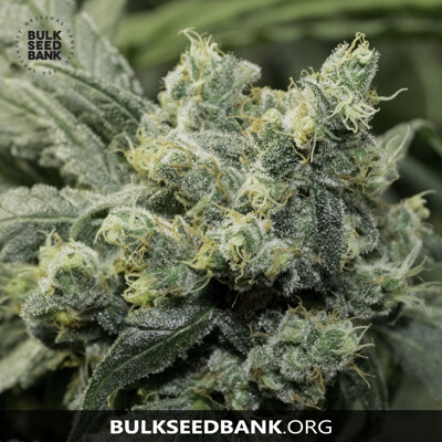 Bulk Seed Bank Auto OG KUSH 10 Seeds