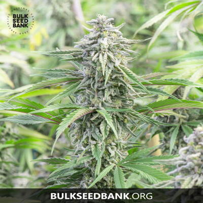 Bulk Seed Bank Auto SPECIAL SKUNK 10 db