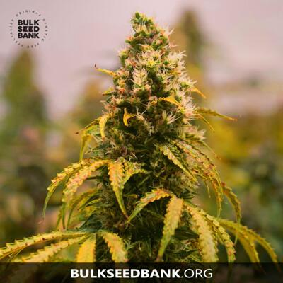 Bulk Seed Bank BUBBLEGUM EXTRA 100 Seeds