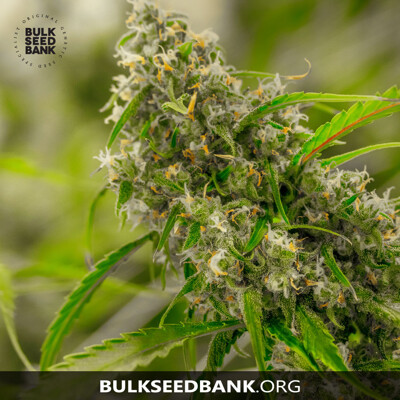 Bulk Seed Bank CHRONICAL 10 seeds