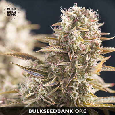 Bulk Seed Bank COCOPOPO 10 seeds