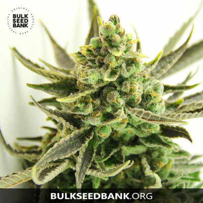 Bulk Seed Bank CRITICAL od 17,5.-€