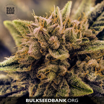 Bulk Seed Bank GUERILLA GLUE 10 db