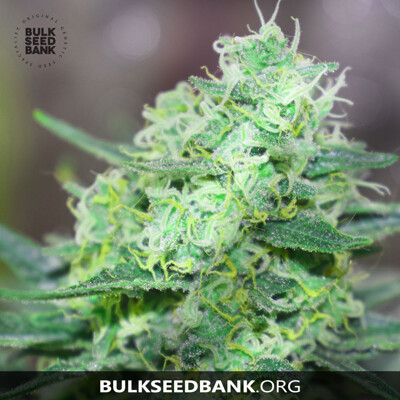 Bulk Seed Bank LIME SKUNK from 17,5.-€