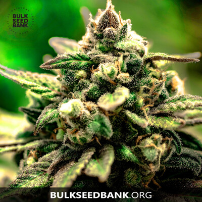 Bulk Seed Bank MAZAR EXTRA 10 seeds