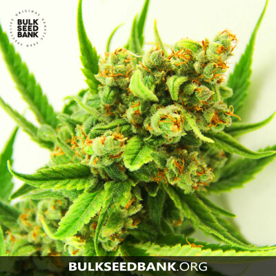 Bulk Seed Bank ORIGINAL ORANGE BUD 10 seeds